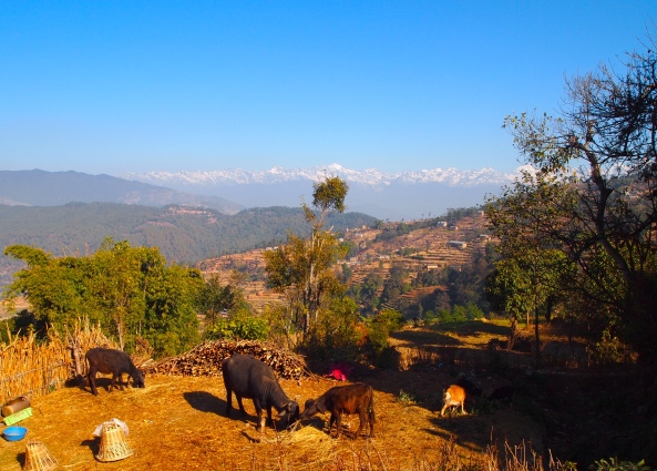 livestock, terraces and the Himalayas